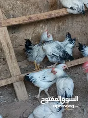  9 دجاج سايكس إنجليزي