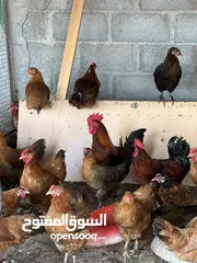  4 بيض مخصب نوعين   الاول ( كوشن العملاق) اصل  الثاني ( هجين)  : ديك الكوشن العملاق مضروب مع دجاج هجين