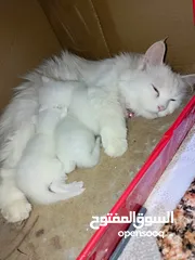  4 قطه شيرازي