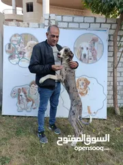  4 Ayman dogs trainer