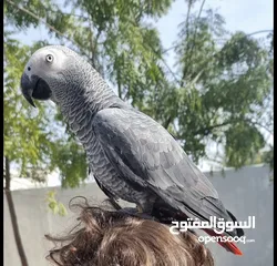  1 lost african grey parrot(kasko) in musherif ajman ( مضيعه كاسكو )