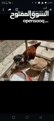  9 دجاج للبيع