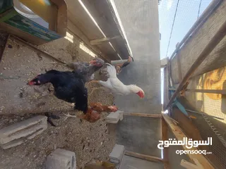  4 جاج للبيع براهما باكستاني بلدي لوهمان اربد