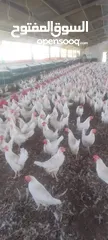  2 مزارع دجاج البياض