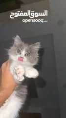  1 قمر قط سكوتش ستريت انثى متاح بسعر مميز