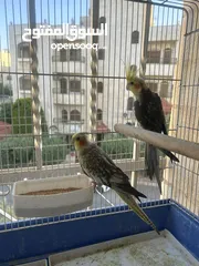  3 جوزين كوكتيل تحتهم بيض للبيع منهم جوز وايت فيس