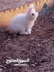  3 أرانب أنجورا دم صافي اعمار مختلفه