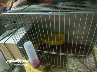  4 جواز طيور حب كلو شغال