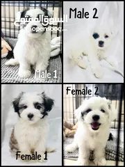  1 Puppy for Rehoming/