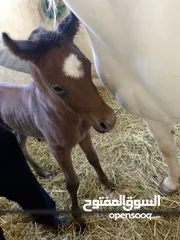  7 مهر عربي اصيل مع اوراق مواليد شهر 4/2025