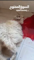  6 كل عام وانتم بخير لحام متنقل لذبح جميع انواع الأضاحي_ونذور للتواصل