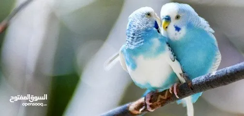  1 مطلوب مطلوب طيره حب اليفه فقط