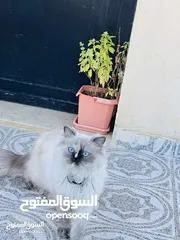  4 قطة هملايا للتبني مع ابنها