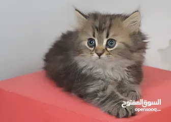  7 سكوتش بيور 100%