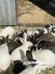  14 أرانب بصحة فوق الممتازه و مأكل ومشرب من افضل ما يكون مختلفة الأنواع و الأحجام والأعمار للبيع حصرا