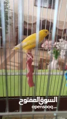  2 طيرة كنار ليموني غامق