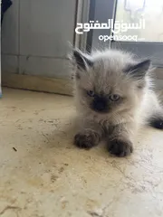  1 همالايا  للبيع