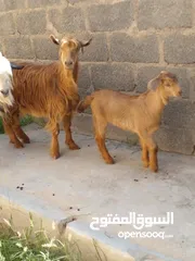  4 شاه تحتها صخله من حلال جمودي
