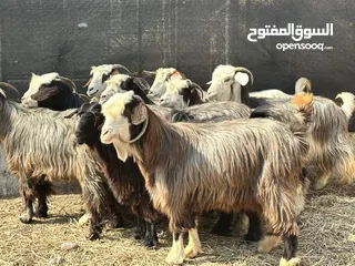  1 رموج ماشاءالله