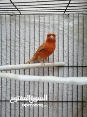  5 طيره مشمشيه مقمبره بكريه جاهزه عالفحل مباشره