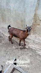  2 البينو معها حبتين