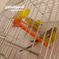  4 طيور حب ممتازه