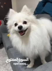  2 كلب بومريان