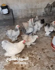  2 دجاج براهما