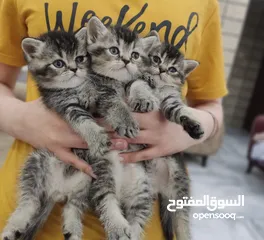  1 قطط سكوتش ستريت