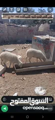  2 عروض اضاخي بسعر مغري