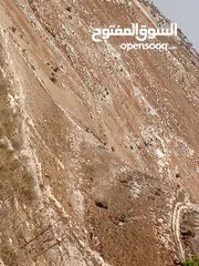  1 ارض للبيع في يعبد  بين النزله والطرم