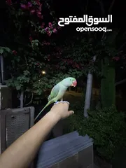  2 ببغاء كاسندرا جامبو