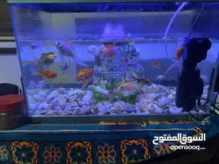  1 موجود حوض سمك عرض 50ارتفاع 38ال حوض ما بشكي من اشي البدل علا عصافير
