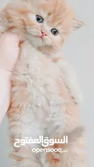  7 كيتنز بيرشن بيور مدربين ومطعمين حشرات 47 يوم