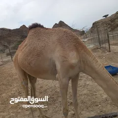  4 جمال و ثيران