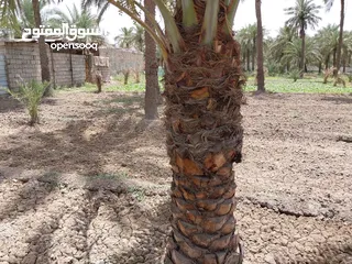  1 بستان للبيع دونم ونصف فيه بيوت اثنان عدد غرف الاول 4+ دوانيه الثاني 2غرفه + ديوانيه 