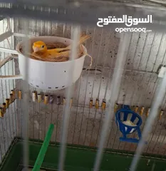  1 جوز كنار بالصلاه على النبي