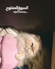  1 قط للتبني ذكر