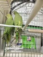  3 جوز ببغاء دره