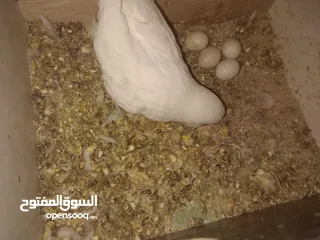  10 3 جواز حب شغالات مع بيض وفراخ مقفصات