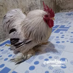  1 ديج من نوعيه كوجي صغير العمر ثلاث سنوات حاله ممتازه ليس فيه اي مرض او فطريات