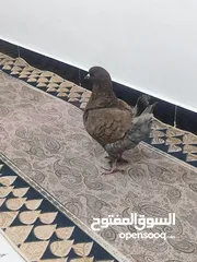  3 فحل مودينه البيع