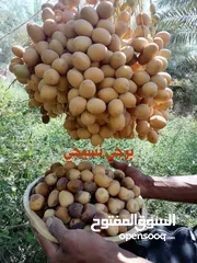  27 صيانه نخيل بكل اشكاله  وانواعه وبشتى الطرق