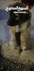  2 كلب للبيع