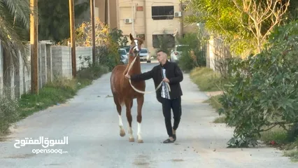  1 فلوه للبيع العمر 14شهر الدم 93 للعلم مساومه 15000