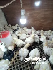  2 صوص لاحم نوع روس صحه وخالي من الامىاض