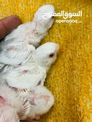  2 فراخ روز البينو عين حمرة للزق اليدوي الرجاء التواصل على الرقم الموجد في الوصف