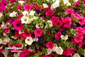  1 شقة سكنية في بيتونيا للموظفات او للعائلات او لطالبات الجامعات