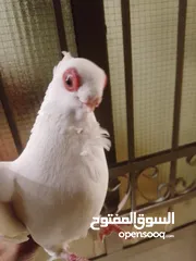  1 بولنديات نخب ولا غلطة