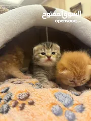  2 Scottish fold kittens